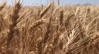 Deneme ekimi yapılan yerli ekmeklik buğday 'Halis' hasat edildi