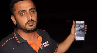 Hatay'da 5 köpek yavrusunun telef edilmiş halde bulunmasıyla ilgili soruşturma sürüyor