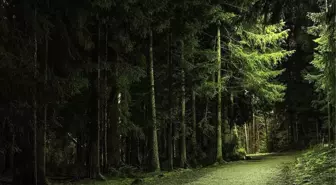 Kahramanmaraş'ta heyecanlandıran keşif! Gece vakti dünyanın en ilginç hayvanına rastladı