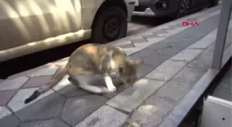 KALP MASAJIYLA HAYATA DÖNDÜRÜLEN YAVRU KEDİ ÖLDÜ