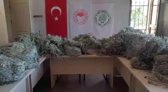 BALIKESİR - Kazdağları'nda endemik bitkileri koparan kişilere 650 bin lira para cezası kesildi