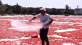 Torbalı'nın 'kırmızı altınları' serildi