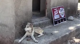 Son dakika haberleri! 5 köpek yavrusunun öldürülmesine hayvanseverler tepki gösterdi