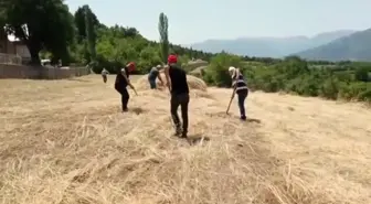 Ardanuç'ta Dağıtılan Yerli Tohumların İlk Hasadı Yapıldı