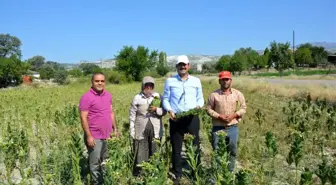 Kaymakam Yıldırım tarlada tütün kırdı