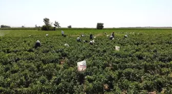 Tarım işçilerinin güneşin altında 40 derece sıcakta zorlu mesaisi