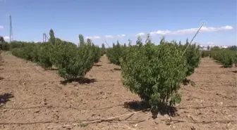 ÇANAKKALE - Coğrafi işaretli 'Lapseki şeftalisi'nde yüksek verim beklentisi