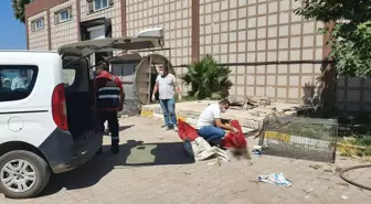 Hatay Büyükşehir Belediyesi, Katledilen Yavru Köpeklerle İlgili Suç Duyurusunda Bulundu