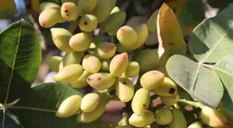 Boz Antep fıstığı hasadına başlandı