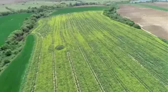 Tekirdağ'ın 'renkli tarlaları' turizme katkı sağlıyor