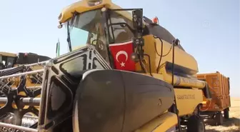 Kaymakam ve belediye başkanı buğday hasadı yaptı