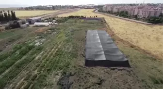 Van haberleri... Van Gölü Havzası'nın yerel buğday çeşitleri koruma altına alındı