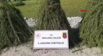 AYÇİÇEĞİ TARLASINDA 208 BİN KÖK HİNT KENEVİRİ DRONLA TESPİT EDİLDİ