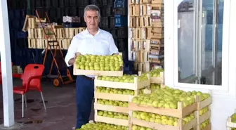 Aydın haber... Aydın'da taze incirde hasat sezonu başladı