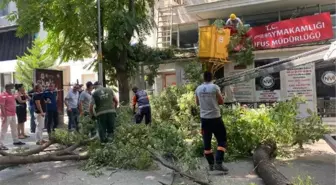 Son dakika haberi | 10 METRELİK AĞAÇ DALI, NÜFUS MÜDÜRLÜĞÜNE DEVRİLDİ; O ANLAR KAMERADA