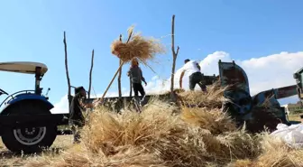 Kavurucu sıcakta kışlık yem mücadelesi