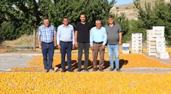 Malatya haber... Malatya'da kayısı hasat sezonu hızla devam ediyor