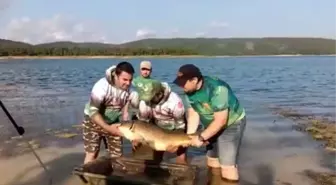 Ömerli Barajı'nda oltaya takılan dev sazan balığı görenleri şaşırttı