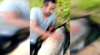 Ömerli Barajı'nda oltaya takılan dev sazan balığı görenleri şaşırttı