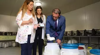 Van haber: Van Valisi Ozan Balcı, otlu peynir mayaladı