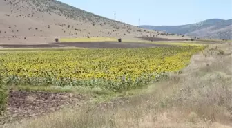 Atıl tarım arazileri ayçiçeği ile değerlendiriliyor