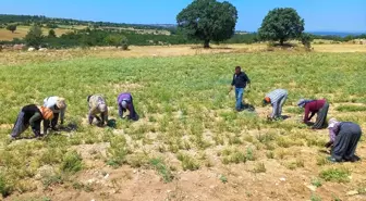 Kekik üreticileri oluşan fiyattan memnun kalmadı