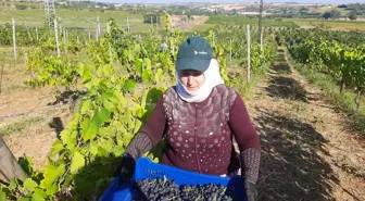 Tekirdağ haberleri | Tekirdağ'da koruk hasadı