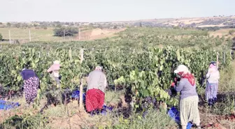 Tekirdağ haber: Tekirdağ'da 'koruk suyu' mesaisi başladı