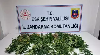 Eskişehir haberi... Eskişehir'de 82 kök kenevir ele geçirildi