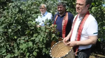 HASAT ŞENLİĞİNDE VALİ VE BELEDİYE BAŞKANI, BELİNE SEPET BAĞLAYIP FINDIK TOPLADI