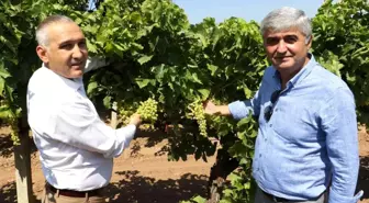 Üzümde salkım güvesine karşı biyoteknik mücadele