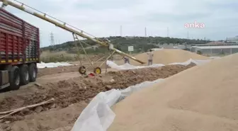 Eskişehir yerel haberleri | Bilecikli Üreticinin Buğdayı Eskişehir'e Doğru Yola Çıktı