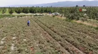 Hasada sayılı günler kala binlerce dönüm domates kurudu