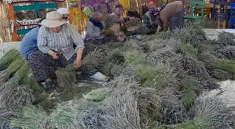 Aydın haberi! Kuyucak köyünde lavanta hasadı başladı