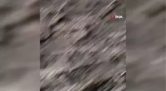 Nemrut kalderasında Arap tavşanı görüntülendi