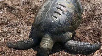 Ölü caretta caretta kıyıya vurdu