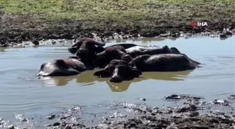 Son dakika haberi | Düzce'de geçtiğimiz ay yaşanan sel felaketi, manda üretimini vurdu