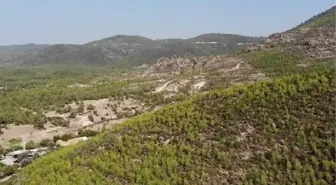 İzmir haberleri: İZMİR'DE 5 YIL ÖNCE ORMAN YANGININDA ZARAR GÖREN 1200 HEKTAR ALAN YEŞİLLENDİ - YENİDEN