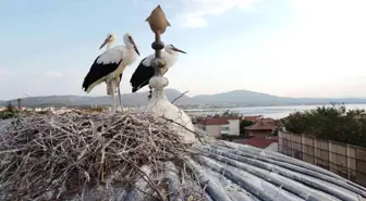 Tarihi bedesten üzerine yuva yapan leylekler ilgi odağı haline geldi