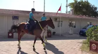 Son dakika haberi: BALIKESİR - Ayvalık'ın orman ve plajları jandarmanın atlı timine emanet