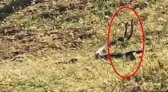 Havanın çok sıcak olduğu Diyarbakır'da yılanların çiftleşme dansı kameraya yansıdı