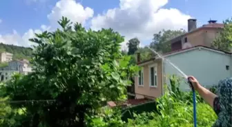 İstanbul'da da görülen 'vampir kelebek' vatandaşları rahatsız ediyor