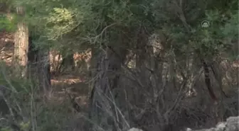 Nesli tükenme tehdidindeki alageyikler yavrularıyla doğal ortamlarında görüntülendi