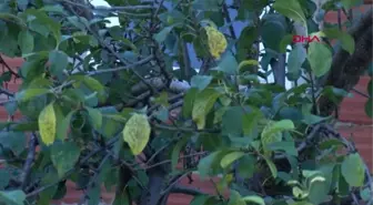 'VAMPİR KELEBEK'LER İSTANBUL'DA