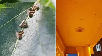 İstanbul'da vampir kelebeği paniği! Evleri istila etmeye başladı