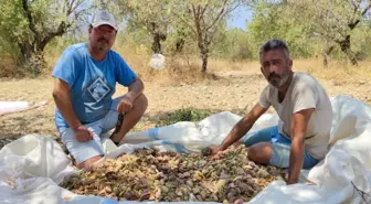 Muğla haber: Datça'da badem hasadına başlandı