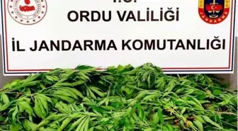 Ordu haberi... Ordu'da uyuşturucu ile mücadele çalışmaları sürüyor