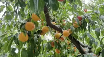 Şeftali dalında 3, tezgahta 10 lira