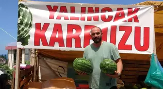 Yalıncak karpuzunda hasat rötarlı başladı