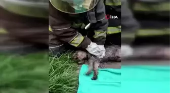 Son dakika haberi! Yangında kalbi duran köpeği itfaiyeciler hayata döndürdü